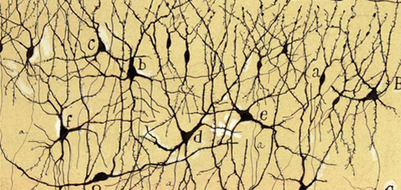 Cajal neuronas