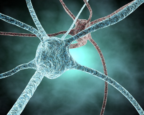 por qué olvidamos - neurogénesis