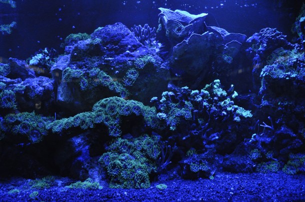 Gran Barrera de Coral reducción Australia arrecife