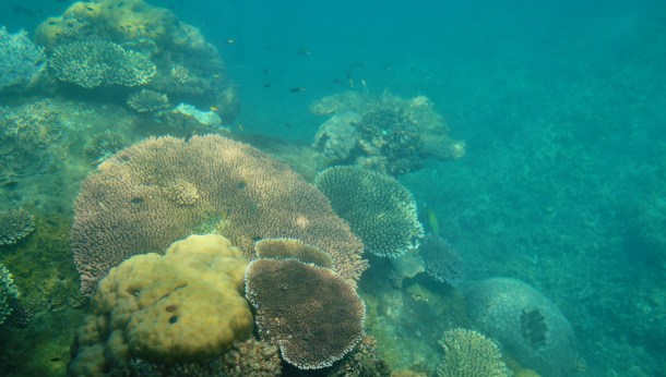 recuperar las barreras de coral