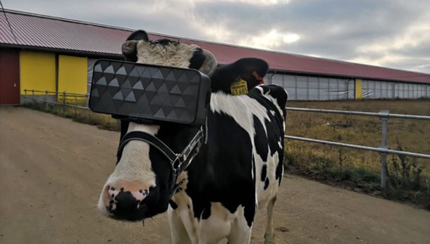 realidad virtual a las vacas