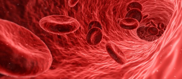glóbulos rojos