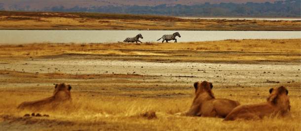 leones africanos