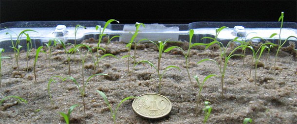 Construyen Una Planta Que Es Capaz De Fabricar F rmacos