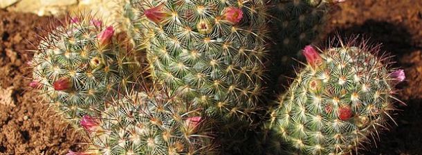 Boeing logra fabricar biocombustible a partir de plantas del desierto