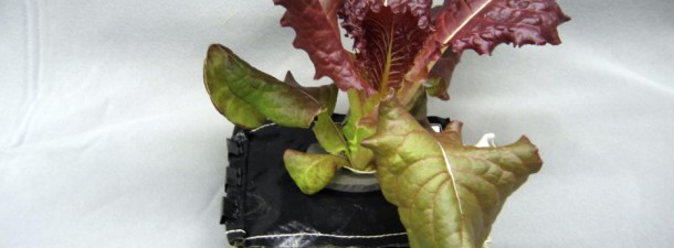 Prueban la primera lechuga cultivada en el espacio