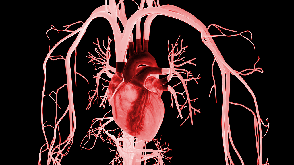Corazón: inyectan metal líquido para ver su estructura