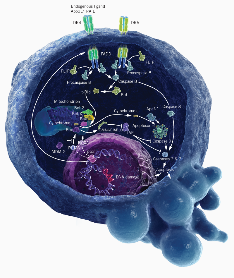 Apoptosis - Blogthinkbig.com