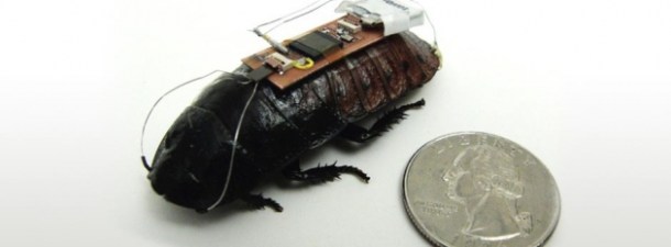 Entrenan cucarachas “cyborg” para labores de rescate