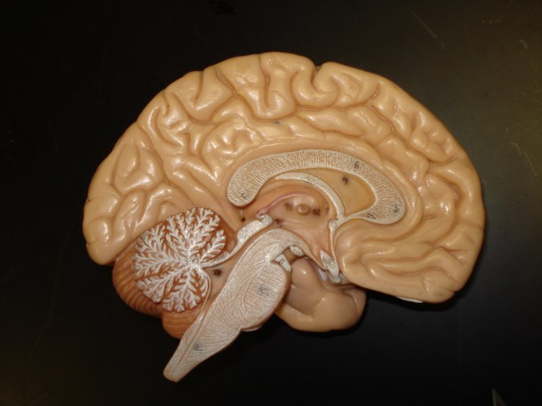 Cerebro humano