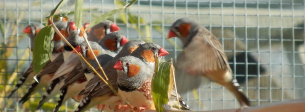 El Internet de las Cosas en el mundo animal para la protección de la biodiversidad
