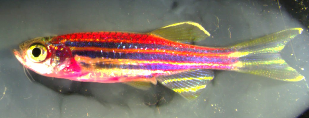 pez Technicolor