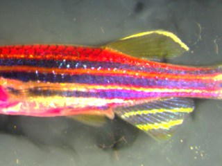 pez Technicolor