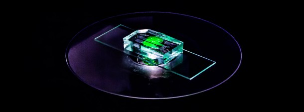 Un riñón que cabe en un chip para mejorar la medicina