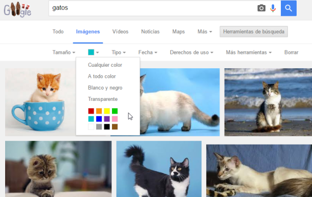 gatos color google imagenes