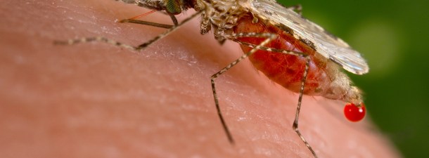 Mosquitos inmunes al dengue para frenar la enfermedad
