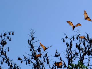 Código de los murciélagos