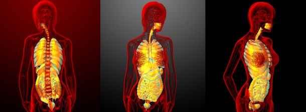 El mesenterio: el nuevo órgano del ser humano