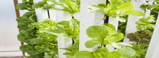 La agricultura vertical ya se cultiva con luz natural