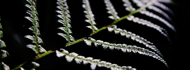 Llegan las lámparas vegetales: el futuro de la iluminación sostenible