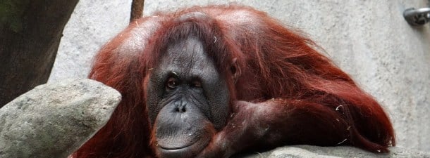 Tecnología de vanguardia para combatir el tráfico animal en Indonesia