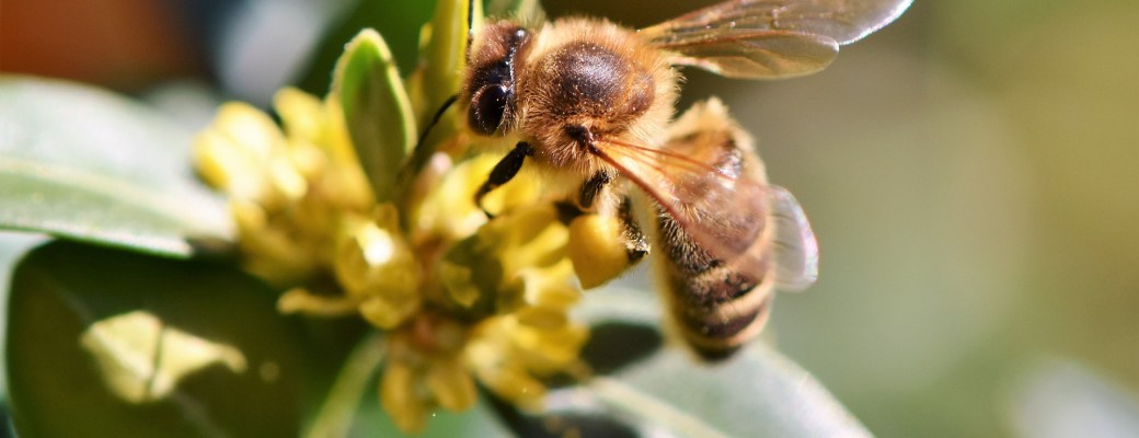 aplicación abejas