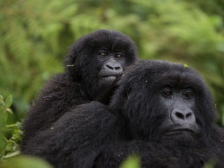 Reconocimiento facial de primates