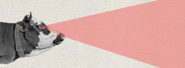 Vacas cíborg para escribir el futuro de los implantes en humanos