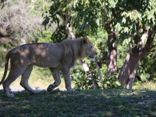 conservación de los animales