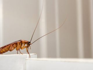 cucaracha robótica