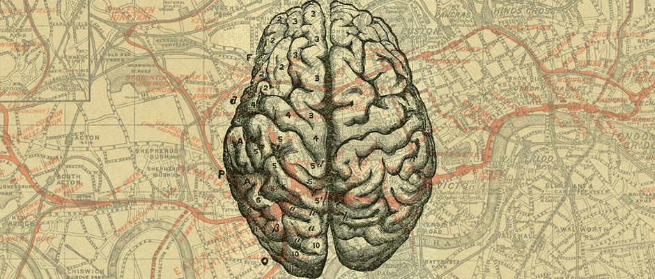 cerebro mapa detalle