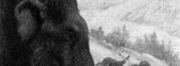 Una cría de caballo puede ser la clave para la clonación de animales prehistóricos