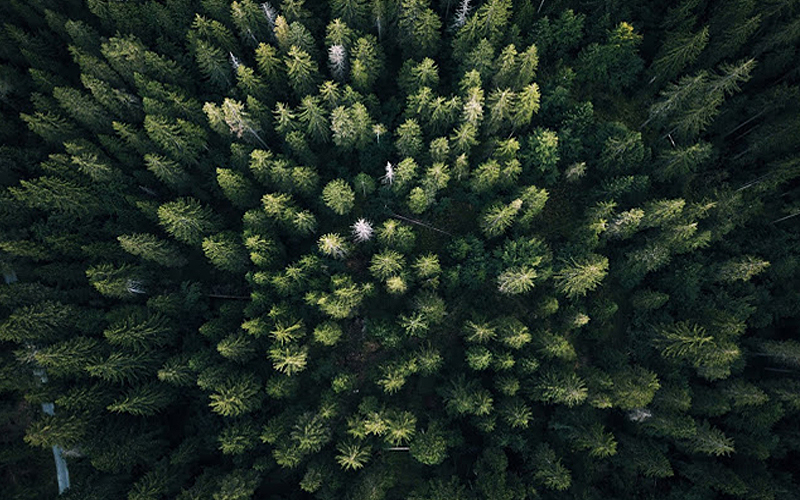 bosque drones dron naturaleza