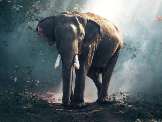 inteligencia artificial elefantes big data