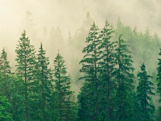 parques nacionales de españa madera metálica titanio bosque arboles