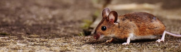 Terapia génica sordera