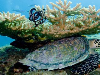 Gran Barrera de Coral reducción Australia arrecife