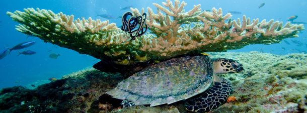 La Gran Barrera de Coral australiana está en peligro