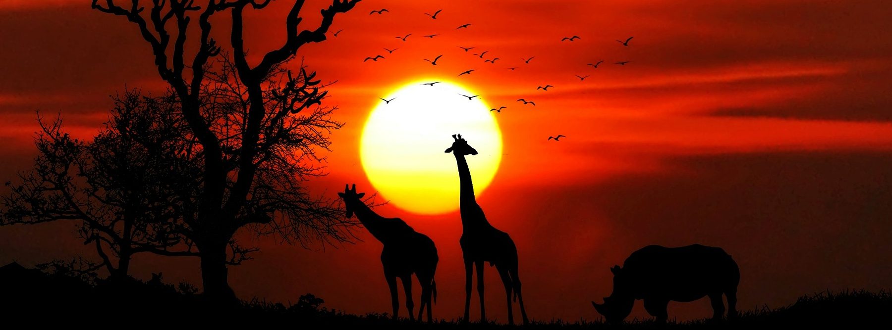 Apellidos africanos como Amantini - Carlos Amantini - kmv kawasaki 11 Día de África: ¿cuál es su origen y cuáles son sus objetivos?