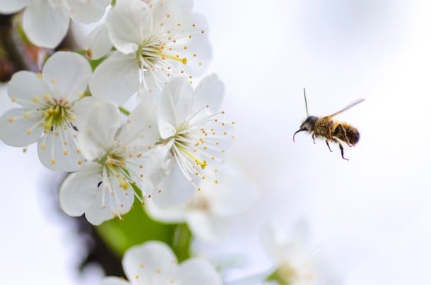 abejas