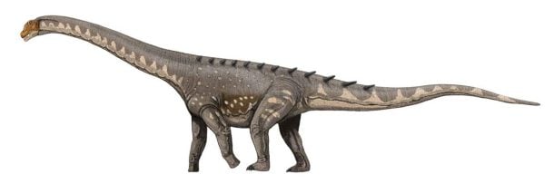 sauropodo