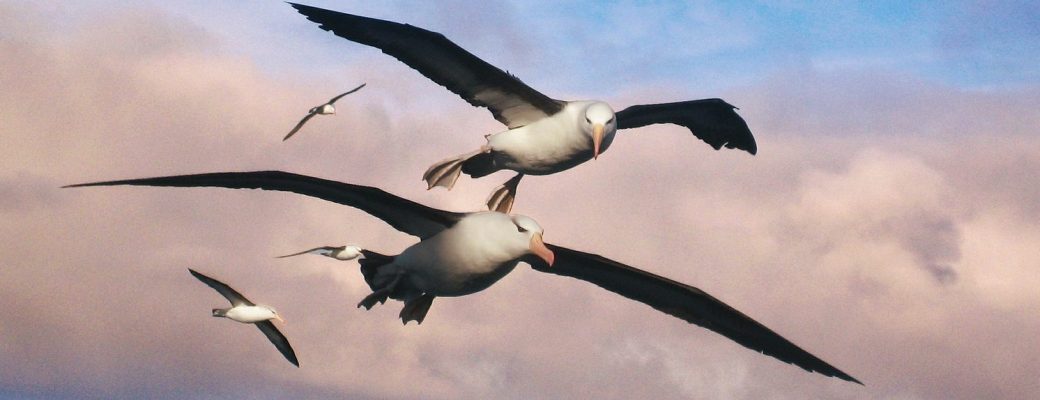 Albatross Sistema de Localización Naufragos