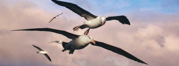 Albatross: localización de náufragos por infrarrojos