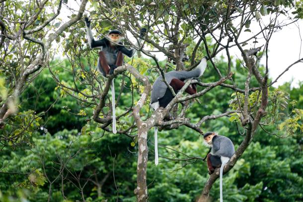 Longevidad especies Naturaleza Telómeros