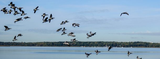 Los animales no pueden adaptarse lo suficientemente rápido al cambio climático