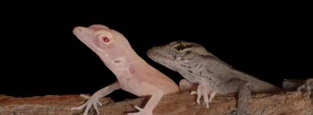 Conoce a los primeros reptiles modificados genéticamente