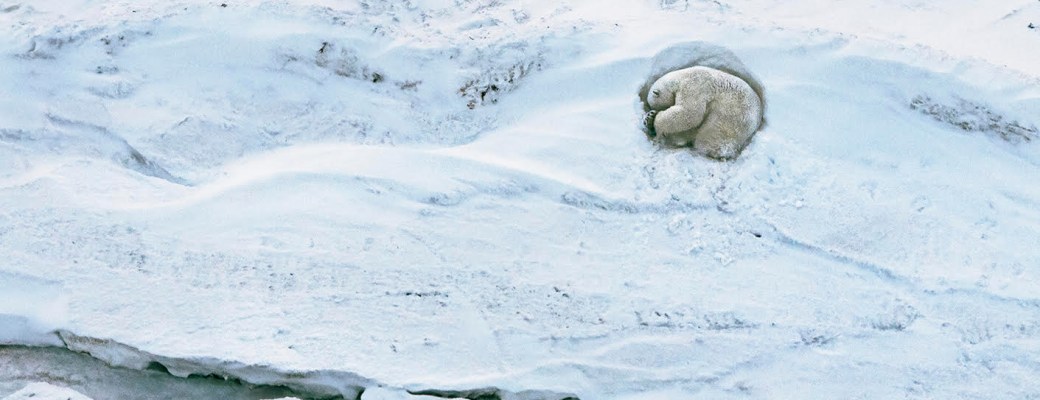 osos polares hielo polos animal