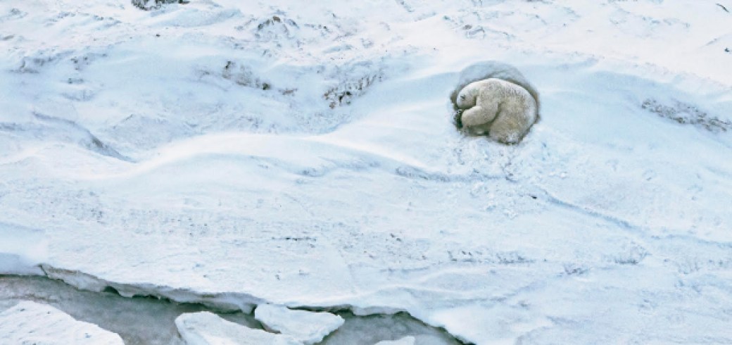 osos polares hielo polos animal 