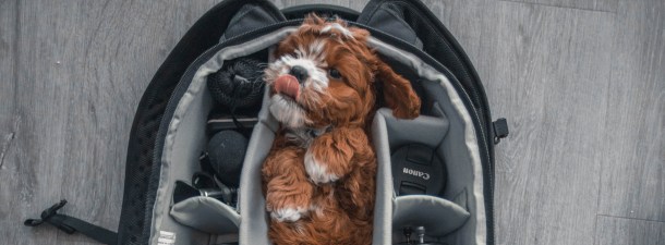 Según la ciencia, los cachorros saben potenciar su ternura