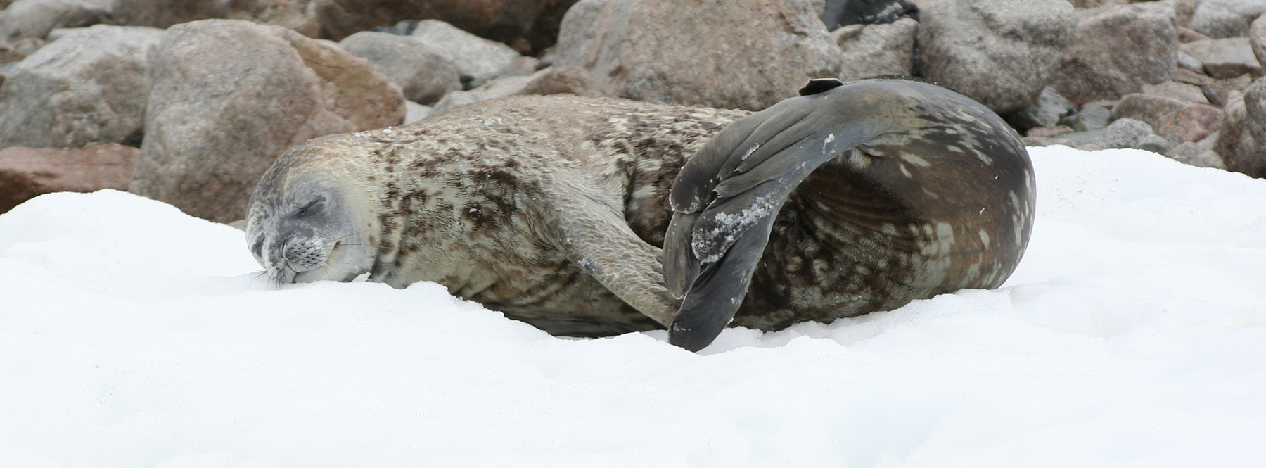 Conoce la Antártida en el documental 'Siete mundos, un planeta'
